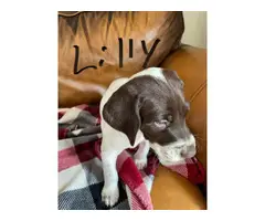 AKC GSP puppies for sale - 8
