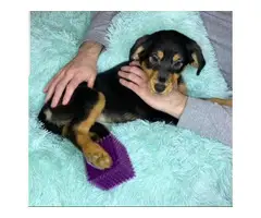 Female Rottweiler mix black Labrador  puppy available for adoption