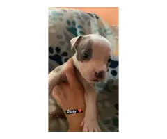 Purebred Gotti Pitbull puppies - 2