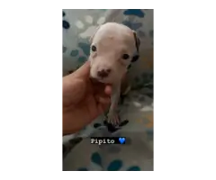 Purebred Gotti Pitbull puppies - 7