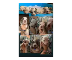 Purebred Gotti Pitbull puppies - 8