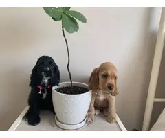 2 Cocker Spaniel Puppies for sale