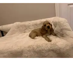 2 Cocker Spaniel Puppies for sale - 2