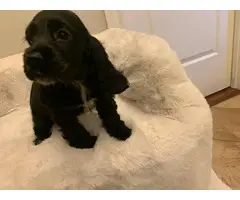 2 Cocker Spaniel Puppies for sale - 3
