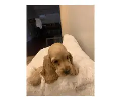 2 Cocker Spaniel Puppies for sale - 4