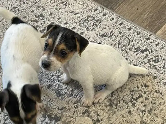 2 purebred Jack Russell Terrier Puppies