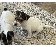 2 purebred Jack Russell Terrier Puppies