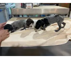 German Shorthaired Pointers - 2