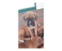 4 purebred Boxer Puppies