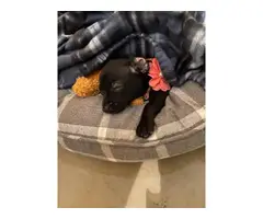 Sweet Chihuahua puppy to rehome - 2