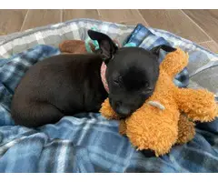 Sweet Chihuahua puppy to rehome - 4