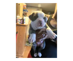 Blue nose pittbull puppies for adoption