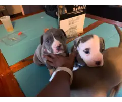 Blue nose pittbull puppies for adoption - 2