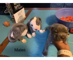 Blue nose pittbull puppies for adoption - 3