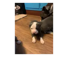 Blue nose pittbull puppies for adoption - 4