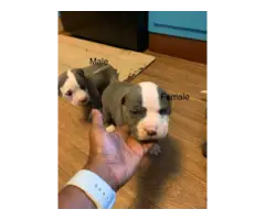 Blue nose pittbull puppies for adoption - 5