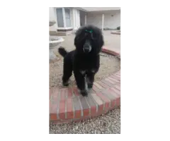 AKC black and brown Standard poodle puppies for sale - 10
