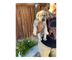 6 Cane corso puppies looking for a forever home