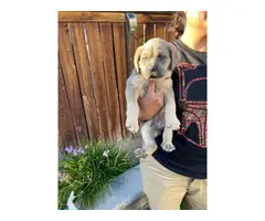 6 Cane corso puppies looking for a forever home - 2