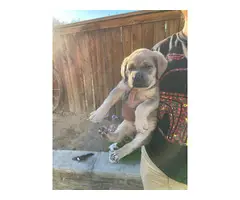 6 Cane corso puppies looking for a forever home - 5