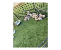 6 Cane corso puppies looking for a forever home - 9