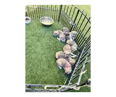 6 Cane corso puppies looking for a forever home - 11
