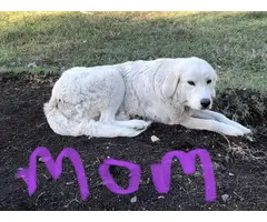 4 male Great Pyrenees puppies for sale