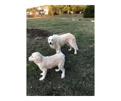 4 male Great Pyrenees puppies for sale - 3