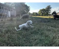 4 male Great Pyrenees puppies for sale - 7