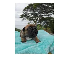 2 French bulldog puppies for sale
