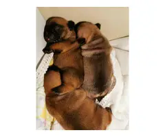 2 French bulldog puppies for sale