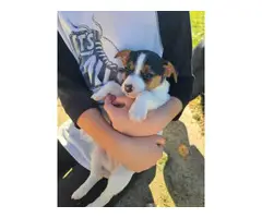 One male one female Jack Russell puppies