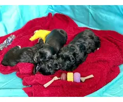 3 Cutest Schnoodle puppies for sale