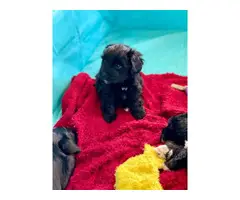 3 Cutest Schnoodle puppies for sale - 2