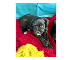3 Cutest Schnoodle puppies for sale - 4