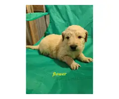 9 Goldendoodle puppies for sale