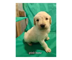 9 Goldendoodle puppies for sale - 2