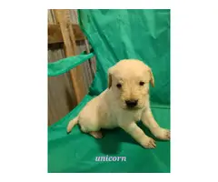 9 Goldendoodle puppies for sale - 4
