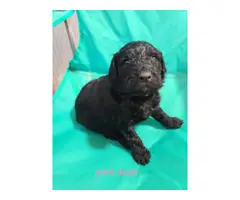 9 Goldendoodle puppies for sale - 5