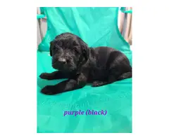 9 Goldendoodle puppies for sale - 6