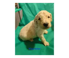 9 Goldendoodle puppies for sale - 7