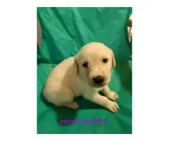9 Goldendoodle puppies for sale - 8