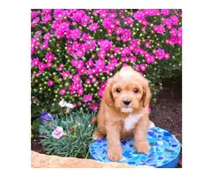 2 brown and white Cavapoo puppies available - 2