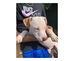 3 male pitbull puppies for sale