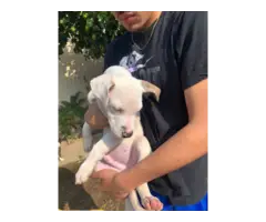 3 male pitbull puppies for sale - 6