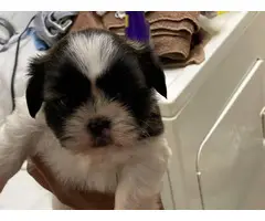 3 full-bred ShihTzu puppies for sale