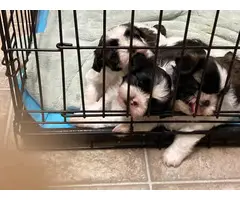3 full-bred ShihTzu puppies for sale - 2