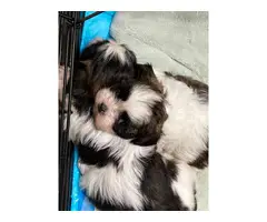 3 full-bred ShihTzu puppies for sale - 3