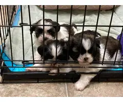 3 full-bred ShihTzu puppies for sale - 4