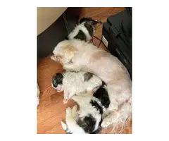 3 full-bred ShihTzu puppies for sale - 5